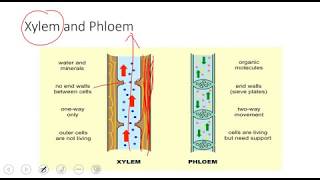 collenchyma  sclerenchyma and parenchyma cells stem structure Xylem and Phloem AS biology [upl. by Chyou]