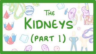 Biology  How the Kidneys Work  Kidneys Part 13 27 [upl. by Ahterahs236]