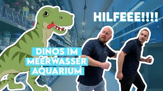 Dinoflagellaten im Meerwasser Aquarium [upl. by Walli]