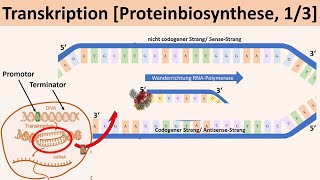 Transkription Proteinbiosynthese 13  Biologie Genetik Oberstufe [upl. by Nosyrb]