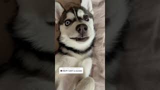 Cute husky puppy cries after getting in trouble for making a mess [upl. by Egin]