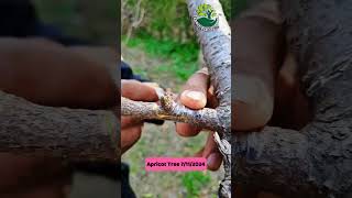 Graft apricot grafting nature [upl. by Herwick]