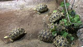 Burmese Star Tortoise Årets sidste vinblade og druer Geochelone platynota [upl. by Tobiah]