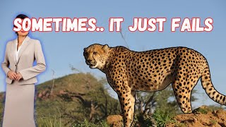 Cheetah failed to hunt 2 trending shots short [upl. by Alarice]