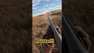 ROOSTER hunting fyp awesome northdakota viral edit youtube shorts short rooster new [upl. by Patman]