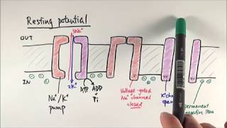 A2 Biology  Resting potential and action potential OCR A Chapter 134 [upl. by Akkeber]