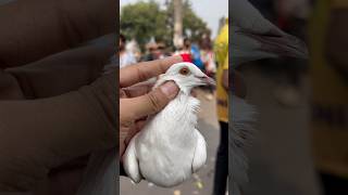 Pet house ke sabhi pets breed ke liye ready ho gaye shorts reels minivlog birds anime vlog [upl. by Airotnes]