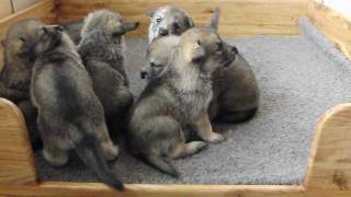 Saarlooswolfhond pups 22 dagen oud [upl. by Anehs]