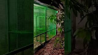 11 October 2024 Bird Cage bird cages ideasbirds budgie cage setup parrot Randeep parrot [upl. by Eila752]