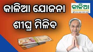 kalia yojana next installment payment date 2024kalia yojana next installment date [upl. by Nikal582]