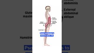 Stabilize your Lumbar Spine [upl. by Barger]