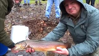 Huge Trout Stocked on quotThe Stretchquot at Slate Run by Brown Trout Club [upl. by Eimmis]