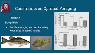 401e Optimal Foraging Theory  Constraints Animal Behavior [upl. by Zaid]