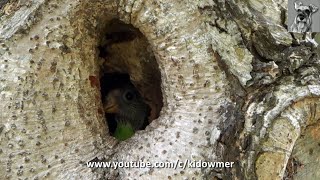 Little BLUECROWNED HANGING PARROT Chick spotted inside nest [upl. by Eriam]