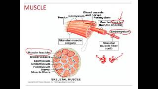 Muscle Physiology Endomysium Perimysium Epimysium [upl. by Anawait]