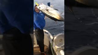 Albacore Tuna FISHING Breakfast Dishes Bite yakventures tuna tunafishing [upl. by Kippie]