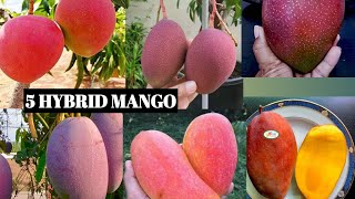 Top 5 Thailand hybrid Mango Verity  Thai Hybrid Mango tree  Best Thai Mango Verity [upl. by Cindi]