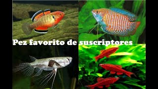 Peces de suscriptores Los favoritos [upl. by Qifahs252]