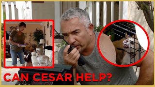 Has Cesar Met His Match Part 2  Cesar 911 [upl. by Kavita]