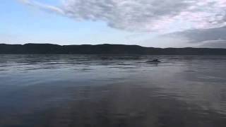 Les baleines de Tadoussac zodiac  juillet 2014 [upl. by Sirah]