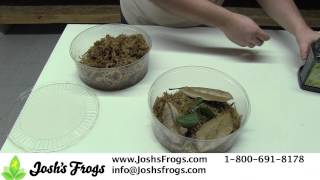 How to take care of Dart Frog Froglets [upl. by Rimaa254]