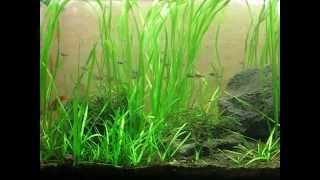 Fresh Water 20 Gal with Odessa Barbs [upl. by Yerd]