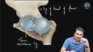 Hip Joint Ligaments  Anatomy Video NEET PG AIIMS [upl. by Llerret]