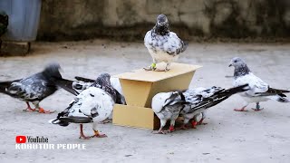 Automatic Easy Unique Pigeon Bird Feeder 🕊️  IdeasTherapy [upl. by Ori739]