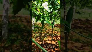 nature Lover theni travel cumbum grape farm [upl. by Eenimod605]