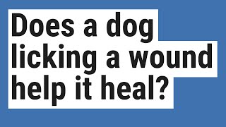 Does a dog licking a wound help it heal [upl. by Ylremik]