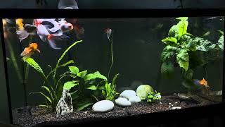 Planted Oranda Tank [upl. by Onibla524]