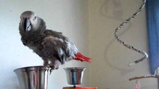 Lucy the African Grey screamgrowl [upl. by Nitniuq502]