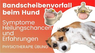 Bandscheibenvorfall beim Hund OP 🚨 Heilungschancen  Übungen [upl. by Airekat]