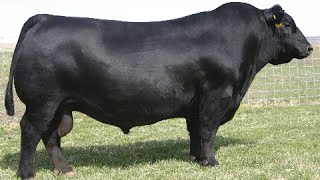 Aberdeen Black Angus bulls [upl. by Perceval]