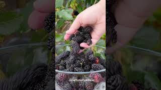 Mulberry Picking from our Everbearing Dwarf Mulberry Tree [upl. by Wons]