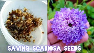 Collecting seeds of Scabiosa pincushion flowers  How to harvest Scabiosa seeds [upl. by Yblocaj770]