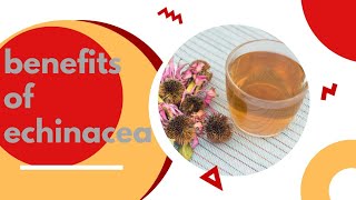 10 Powerful Health Benefits of Echinacea You Need to Know Use of echinacea in daily life [upl. by Nodnarg765]