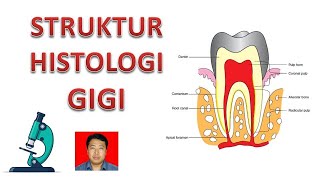 Struktur Histologi Gigi [upl. by Einahc]