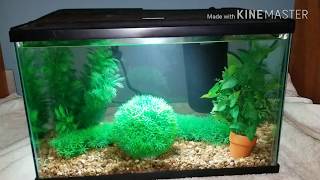 Top Fin vs Aqua culture 5 gallon fish tank comparison [upl. by Backer]