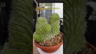 Rare Cool Crested Cactus  Polaskia chichipe cristata  growing cactus collection amp care shorts [upl. by Sanborn]