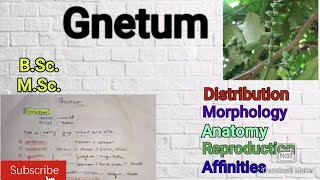 Gnetum Morphology Anatomy Reproduction Gymnosperm Gnetum notes Affinities of Gnetummscbotany [upl. by Suirradal295]