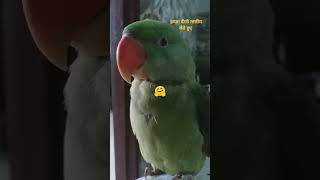 Hamza 🦜 Dini Taaleem lete hue from her mother short video Viral [upl. by Shah496]