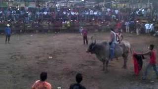 BARRERA DE TOROS MASAYA NICARAGUA [upl. by Nnylyam]