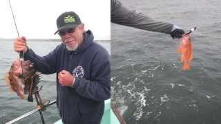 Releasing Rockfish Using descending devices in the Central Coast recreational fishery [upl. by Aciretal]