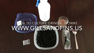 How to Culture Grindal Worms [upl. by Lleynad]