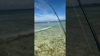 Fly fishing for tailing Bluefin Trevally in Indonesia earlier this year flyfish [upl. by Tahp]