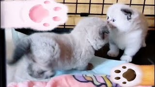 51424 Scottish Fold amp Munchkin kittens [upl. by Him]