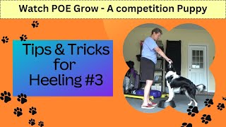 Heeling Tips amp Tricks 3 REA intro  Watch POE Grow  The life and Training of a Competition Puppy [upl. by Homerus351]