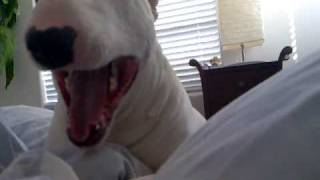 Bentley  Funny Bull Terrier Waking Up [upl. by Saxela]