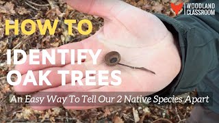 How to Identify Oak Trees An Easy Way to Tell Our 2 Native Species Apart [upl. by Angil]